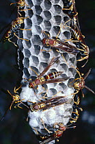 Social wasps at nest {Polistes instabilis} Mexico