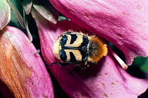 Bee beetle on Foxglove flower {Trichius fasciatus} England, UK