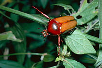 Flower chafer beetle male defensive display {Taurhina polychrous} . Uganda, Africa