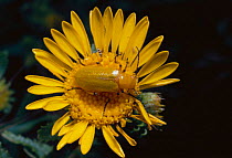 Unid beetle on flower {Zonitis sayi} USA, North America