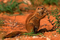 Cape ground squirrel feeding {Xerus inauris} Kgalagadi NP, South Africa