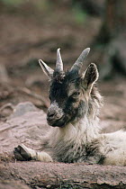 Feral goat kid {Capra hircus} Inverness, Scotland