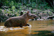 Brazilian tapir in river {Tapirus terrestris} Amazonia, Brazil