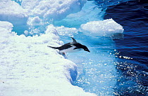 Adelie penguin diving into sea {Pygoscelis adeliae} Paulet Island, Antarctica