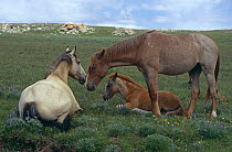 Mustang horse mare, stud and 2nd year foal {Equus caballus} Pryor Mountains, Montana, USA