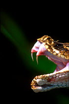 Fangs of Eastern diamondback rattlesnake. Florida, USA {Crotalus adamanteus}