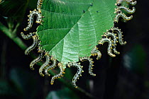 Sawfly larvae on Alder leaf {Craesus septentrionalis} England, UK