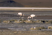 James' flamingos feed week-old chicks {Phoenicoparrus jamesi} Lago Colorado, Bolivia at 4200m