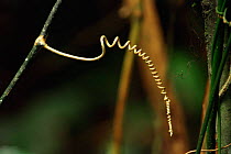 Tendril from rainforest vine, Costa Rica