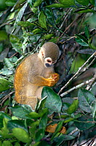 Common squirrel monkey {Saimiri sciureus} Amazonia, Ecuador