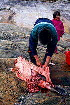 Harp seal being butchered for its meat and skin. Southern Greenland