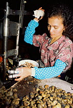 Woman shelling Cashew nuts. Phuket, Thailand.