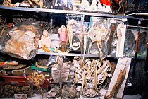 Sea horses, lizards and other wildlife for sale in Chinese medicine shop Penang, Malaysia