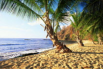 Arnos Vale beach, with Palm trees, Tobago, Caribbean