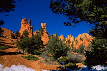 Sandstone Hoodoo rock formations of Bryce Canyon NP, Utah, USA