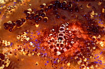 Sea urchin shrimp on venemous urchin {Periclimenes colemani & Asthenosoma} Papua New Guinea