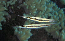 Shrimpfish {Aeoliscus strigatus} Indo Pacific