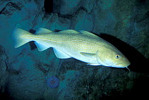 Atlantic cod {Gadus morhua} captive UK