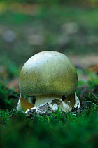 Death Cap toadstool {Amanita phalloides} deadly poisonous fungus