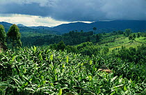 View over Banana plantations and tropical jungle as rain clouds approach, Central African Republic