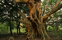 Sycamore fig tree {Ficus sycomorus} Ndumu GR, South Africaq