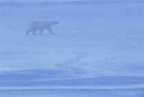 Polar bear {Ursus maritimus} walking during snow strom, Churchill, Manitoba, Canada.