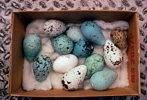 Confiscation of illegally held egg collection, UK.