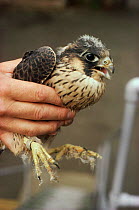 Confiscated juvenile Peregrine illegally collected from wild.