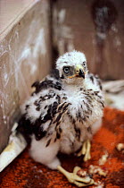 Confiscated goshawk nestling illegally collected from wild.