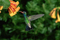 Male Broad billed hummingbird at flower {Cynanthus latirostris} Arizona, USA