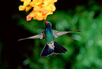 Male Broad billed hummingbird {Cynanthus latirostris} hovering at flower, Arizona, USA.