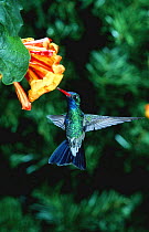 Male Broad billed hummingbird at flower {Cynanthus latirostris}, Arizona, USA