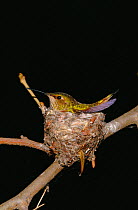 Female Anna Hummingbird {Calypte anna} sitting on nest, California, USA