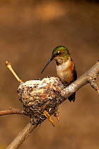 Female Anna's Hummingbird {Calypte anna} at nest, California, USA