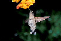 Female Black chinned hummingbird feeding {Archilochus alexandri}, Arizona, USA