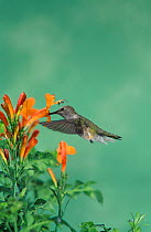 Female Black chinned hummingbird {Archilochus alexandri}, Arizona, USA