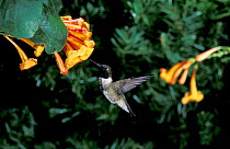 Male Black chinned hummingbird {Archilochus alexandri} at flowers, Arizona, USA
