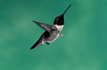 Male Black chinned hummingbird {Archilochus alexandri} hovering, Arizona, USA