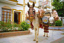 Decorated donkey carrying tourist objects, Seville, Spain