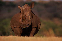 White Rhinoceros {Ceratherium simum} female feeding, Phinda Resource Reserve, South Africa