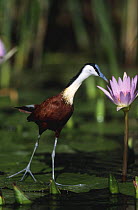 African jacana {Actophilornis africana} investigating flower, summer, Phinda Resource Reserve, South Africa