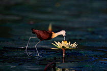 African jacana {Actophilornis africana}, summer, Phinda Resource Reserve, South Africa
