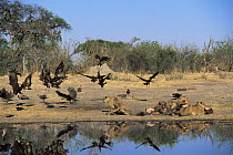 Lioness (Panthera leo) chasing Hooded vultures from kill, Moremi  Reserve, Botswana, Southern Africa