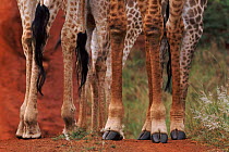 Giraffe {Giraffa camleopardalis} legs , Phinda Resource Reserve, South Africa
