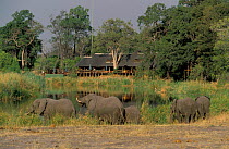 Elephants at waterhole next to King's Pool camp, in winter, Linyanti, Botswana