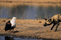 African fish eagle {Haliaeetus vocifer} defending catfish prey from wild dog , Botswana