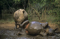 White rhinoceros (Ceratotherium simum) wallowing in mud, Phinda Resource Reserve, South Africa