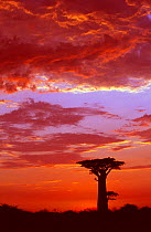 Baobab silhouette at sunset {Adansonia grandidieri}, Morondava, Madagascar Avenue of