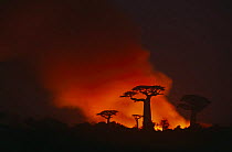 Baobab trres silhouetted against bush fire at night {Adansonia grandidieri}, Morondava, Madagascar