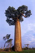 Baobab tree {Adansonia grandidieri} Morondava, Madagascar